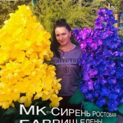 Сирень ростовая (Елена Гавриш)