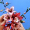 Видео урок. Сахарные цветы: Орхидеи и Лилии (Анна Галич)