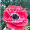 Видео МК Сахарный анемон (julija_2005)