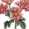 [enterclass] Цветы. Ботаническая иллюстрация (Татьяна Ширбидова)