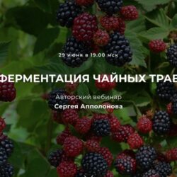 Ферментация чайных трав (Сергей Апполонов)
